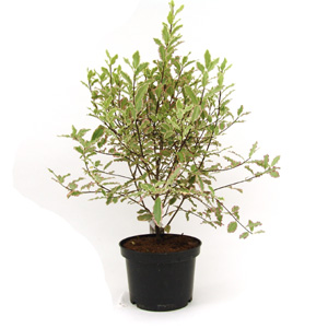 Unbranded Pittosporum tenuifolium Elizabeth - Pittosporum