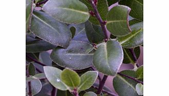 Unbranded Pittosporum Tenuifolium Plant - Golf Ball