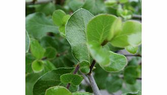 Unbranded Pittosporum Tenuifolium Plant - Wrinkled Blue