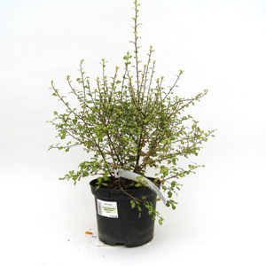 Unbranded Pittosporum tenuifolium Tandara Gold - Pittosporum