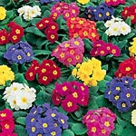 Unbranded Polyanthus Crescendo F1 Seeds