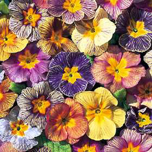 Unbranded Polyanthus Discovering Stripes Seeds