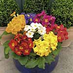 Unbranded Polyanthus Pioneer F1 Garden Ready Plants