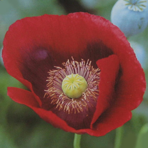 Unbranded Poppy Cherry Glow Seeds