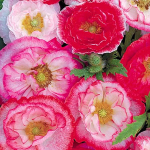 Poppy Love Affair Seeds