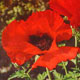 Unbranded Poppy Oriental Brilliant Seeds