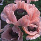 Unbranded Poppy Oriental Coral Pink Seeds