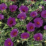 Unbranded Portulaca Bobby Dazzler Seeds