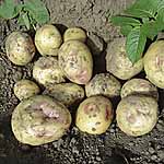 Unbranded Potato Sunrise - 3kg 440025.htm