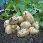 Unbranded Potato Swift - 3 kg