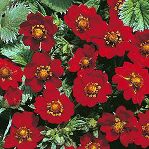 Unbranded Potentilla Atrosanguinea Seeds