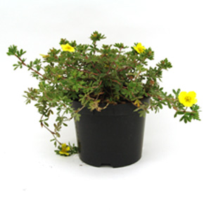 Unbranded Potentilla fruticosa Elizabeth