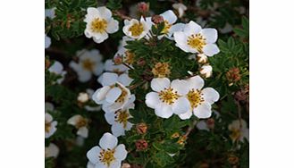 Unbranded Potentilla Fruticosa Plant - Abbotswood