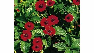 Unbranded Potentilla Plant - Scarlet