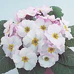 Unbranded Primrose Arctic Blush F1 Seeds