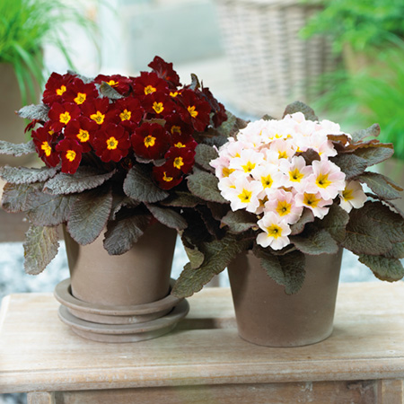 Unbranded Primrose Kennedy Irish Pack of 6 Potted Plants
