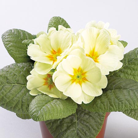 Unbranded Primrose Woodland Dell Plants Pack of 20