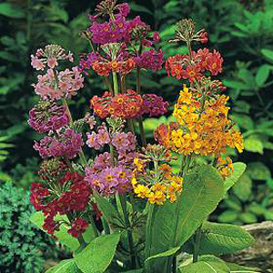 An exciting wide ranging mix of Primulas  each producing spikes of very delicate florets up the stem