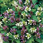 Unbranded Prunella Freelander Mix Seeds