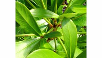 Unbranded Pseudopanax Lessonii Plant - Cyril Watson