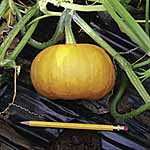 Unbranded Pumpkin Little October Seeds 439719.htm