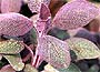 Purple Sage