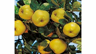 Unbranded Quince Tree - Vranja