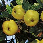 Unbranded Quince Vranja