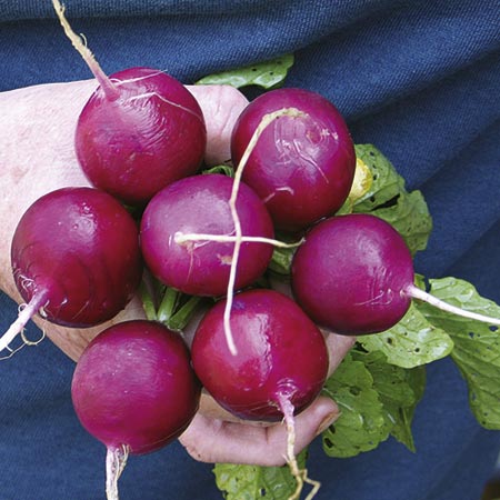 Unbranded Radish Amethyst Seeds Average Sees 300