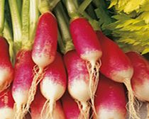 Unbranded Radish French Breakfast 3 Seeds