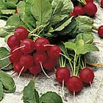 Unbranded Radish Jolly Seeds 438290.htm