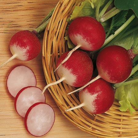 Unbranded Radish Sparkler 3 Seeds Average Seeds 500