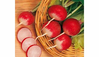 Unbranded Radish Sparkler 3 Seeds