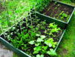 Unbranded Raised Vegetable Bed (2sqm)