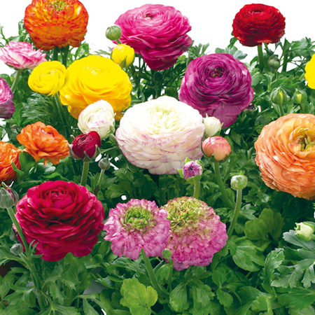 Unbranded Ranunculus Bloomingdale Mixed Pack of 40