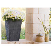 Unbranded Rattan planter medium