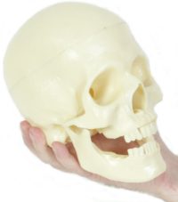 Realistic Skull