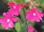 Red Campion