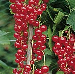 Unbranded Redcurrant Rovada 468666.htm