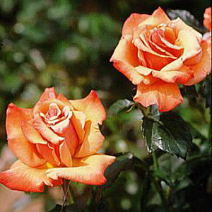 Unbranded Remember Me - Hybrid Tea Rose (pre-order now)