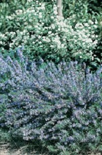Unbranded Rosemary Miss Jessops x 5 plants