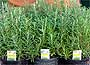 Rosemary Promotion - 6 pack