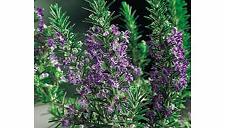 Unbranded Rosemary Seeds