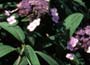 Rough-leaved Hydrangea