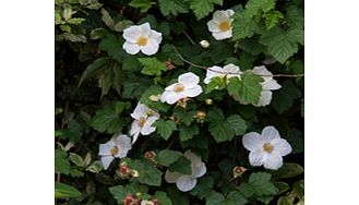 Unbranded Rubus Plant - Benenden