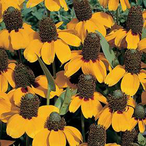 Unbranded Rudbeckia Amplexicaulis Seeds