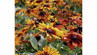 Unbranded Rudbeckia Cappuccino Plants