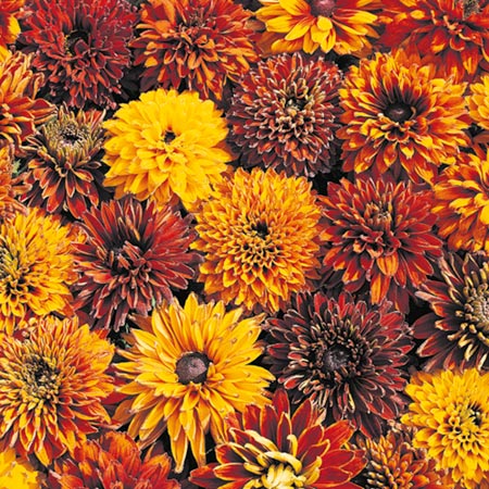 Unbranded Rudbeckia Cherokee Sunset Seeds Average Seeds 45