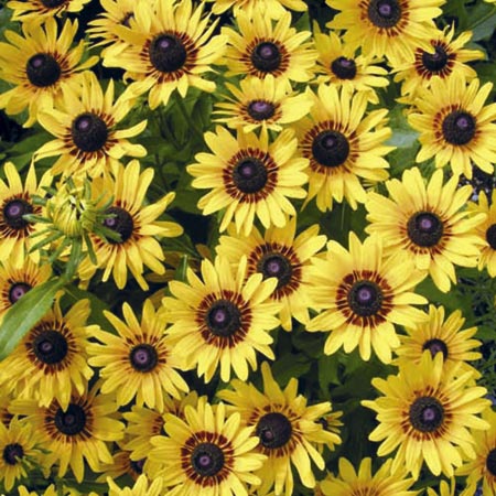 Unbranded Rudbeckia Denver Daisy Average Seeds 45