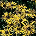 Unbranded Rudbeckia Goldsturm Seeds